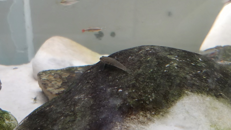 mes aquariums à gobies  20180434