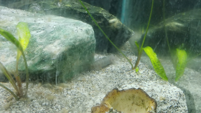 mes aquariums à gobies  20180448