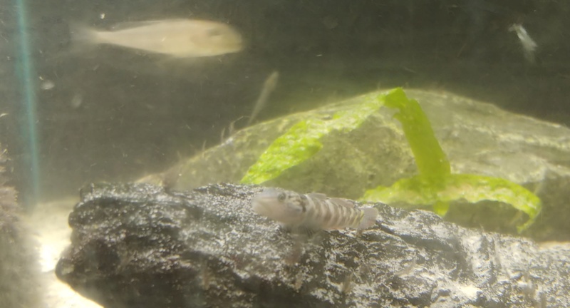 mes aquariums à gobies  20180460