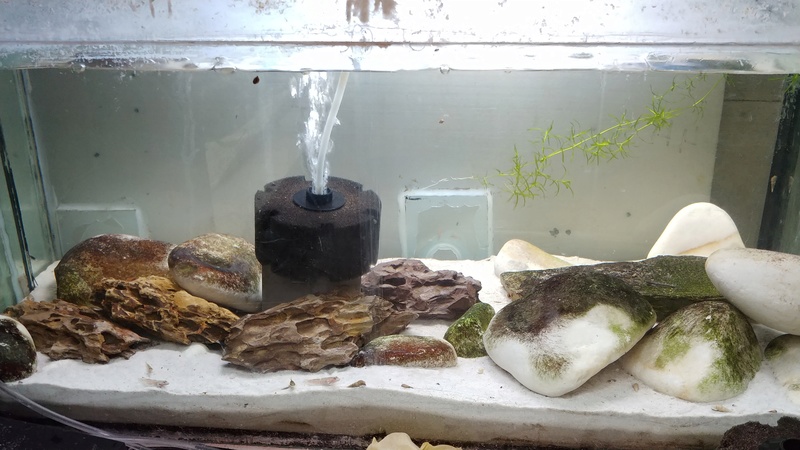 mes aquariums à gobies  20180470