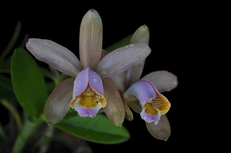 Photos d'orchidées inédites   - Page 9 16831910