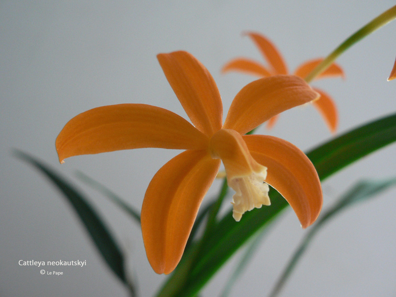 Cattleya neokautskyi ( Laelia kautskyi ) Cattle53