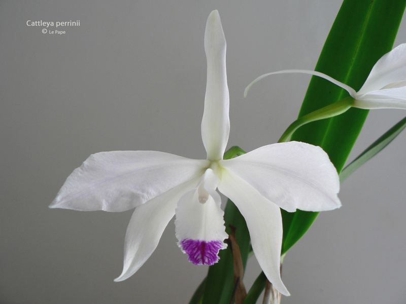 Cattleya ( Laelia ) perrinii  Laelia12