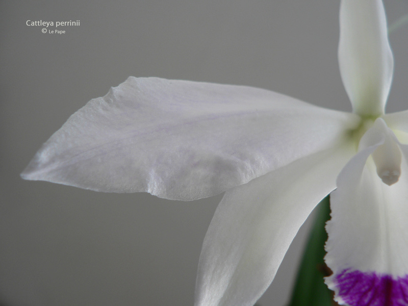 Cattleya ( Laelia ) perrinii  Laelia13