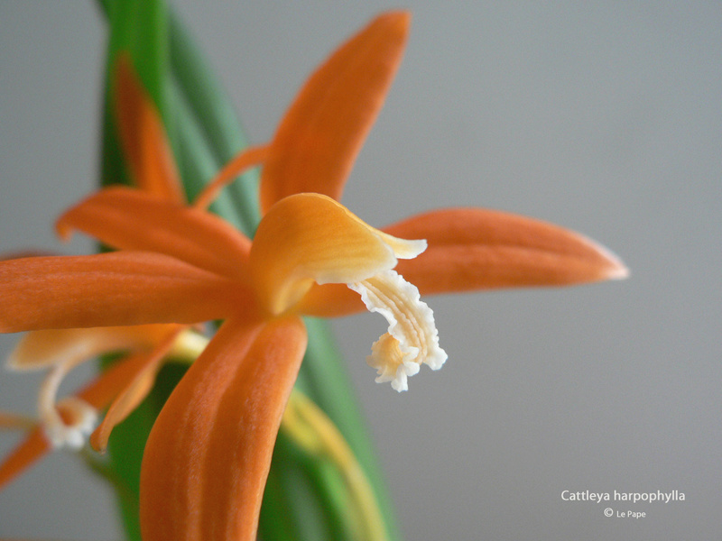 Cattleya (Laelia) harpophylla  Laelia41