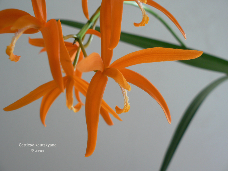 Cattleya ( Laelia ) kautskyana Laelia43