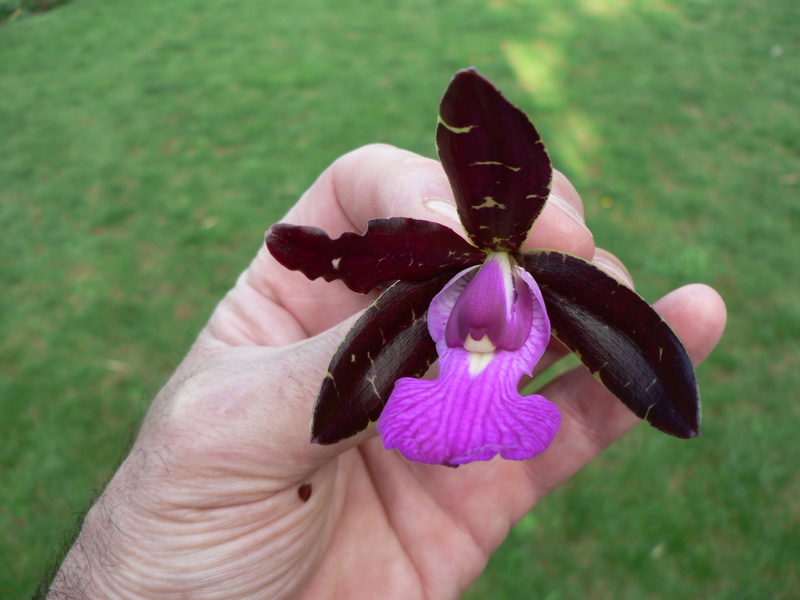 Cattleya aclandiae       P1160311