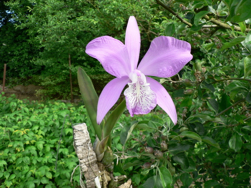 Laelia speciosa  P1250011