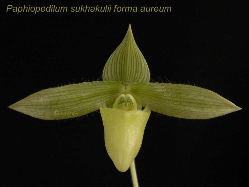 Paphiopedilum sukhakulii f. aureum Paphio22