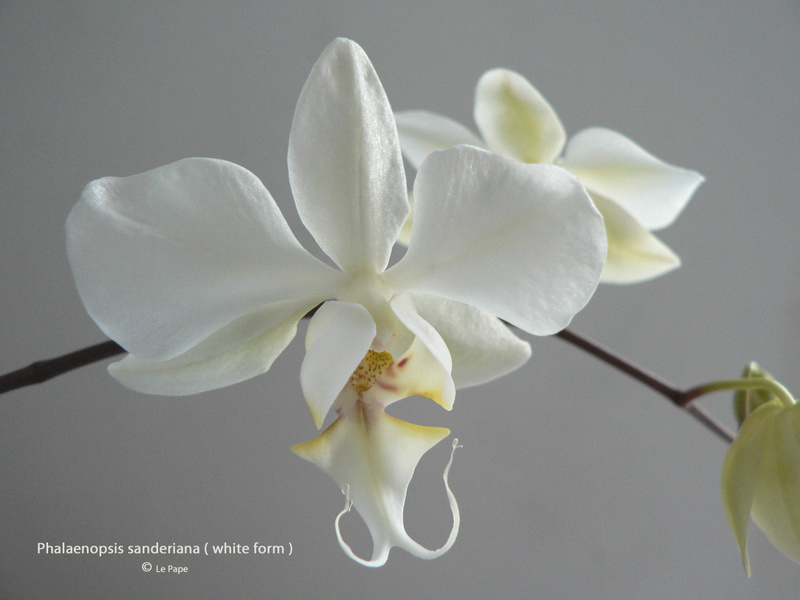 Phalaenopsis sanderiana ( white form )  Phalae11