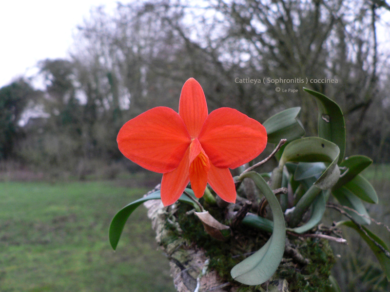 Cattleya ( Sophronitis ) coccinea  Sophro22