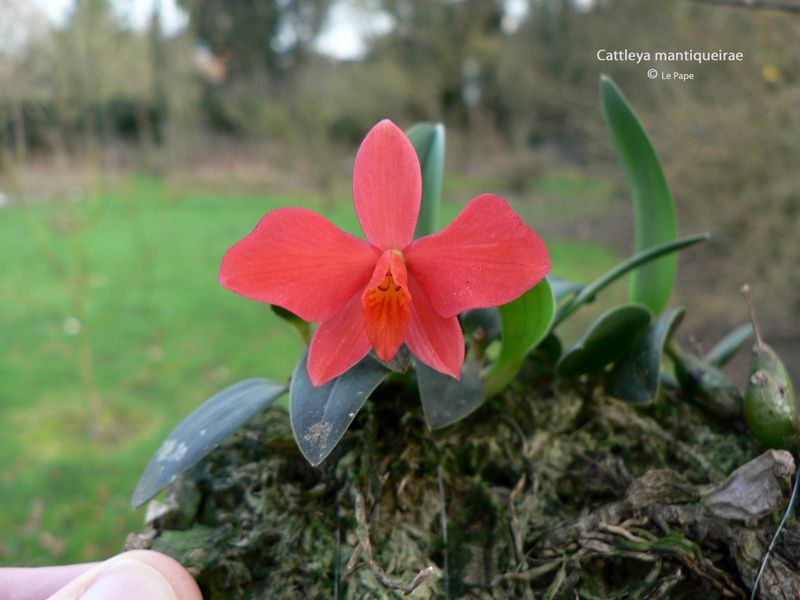 Cattleya mantiqueirae n°4 Sophro28