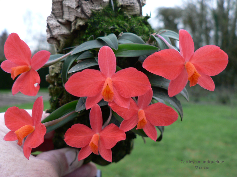  Cattleya ( Sophronitis ) mantiqueirae Sophro71