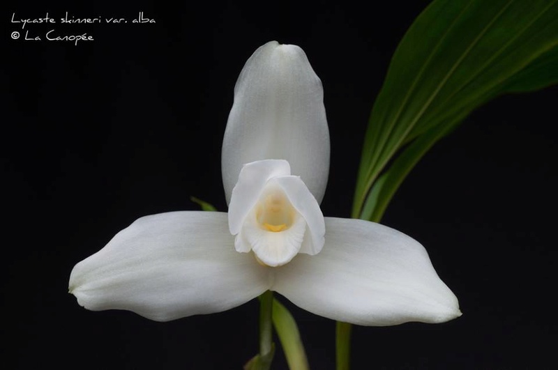 Lycaste virginalis f. alba Spc_0011