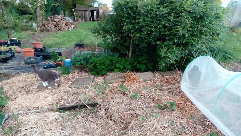 Potager d'orion 2018 et 2019 P_201894