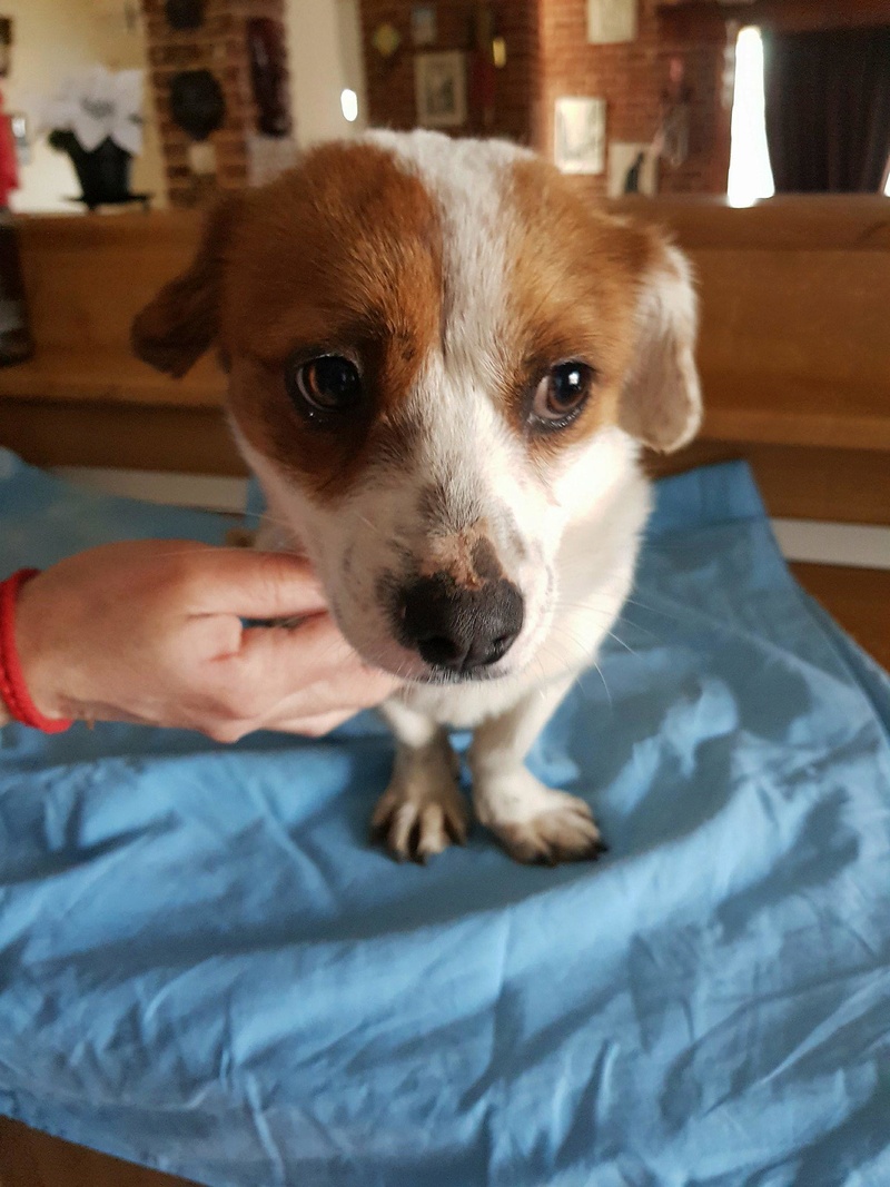 Abby (Amy chez Rudy) - femelle - chez Rudy en FA (Iasi) - adoptée via Rudy Abby_110