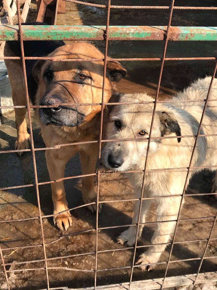 Polux - mâle - refuge de Târgu Frumos - disparu Castor18