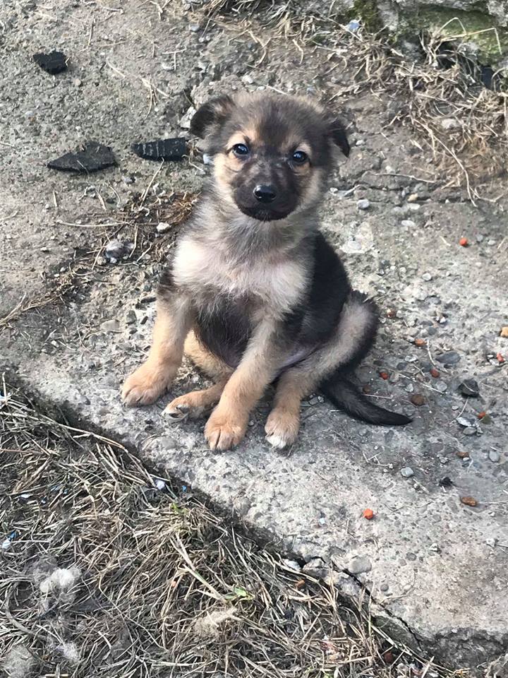 Olaf (Ex Coco) - mâle - refuge de Târgu Frumos - Adopté (67) Coco_410