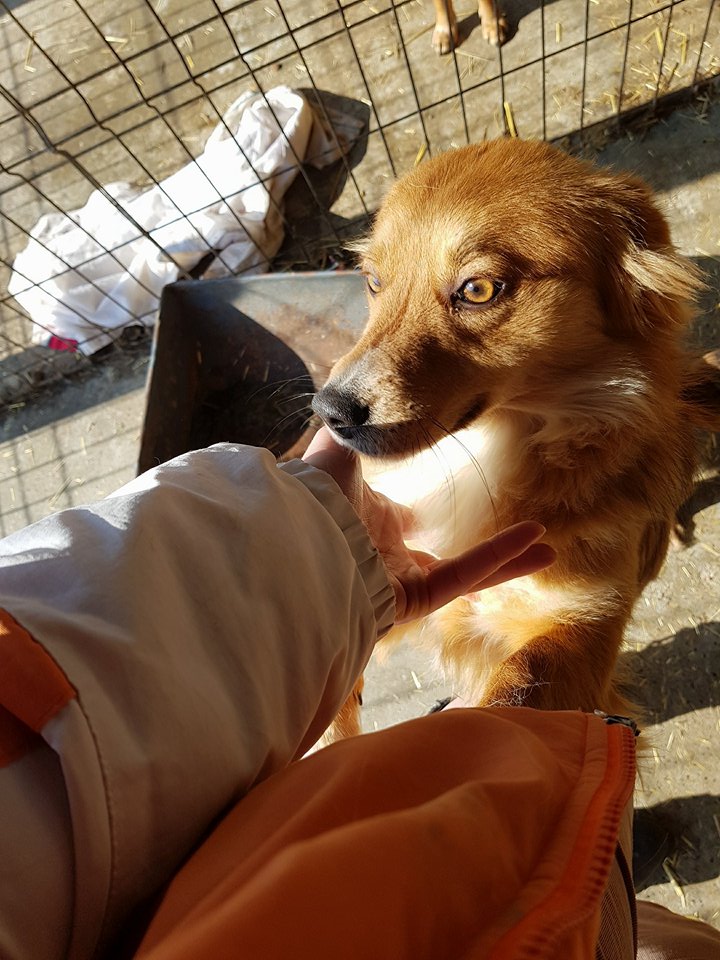 Foxy - femelle - fourrière de Iasi - adoptée roumanie Foxy_711