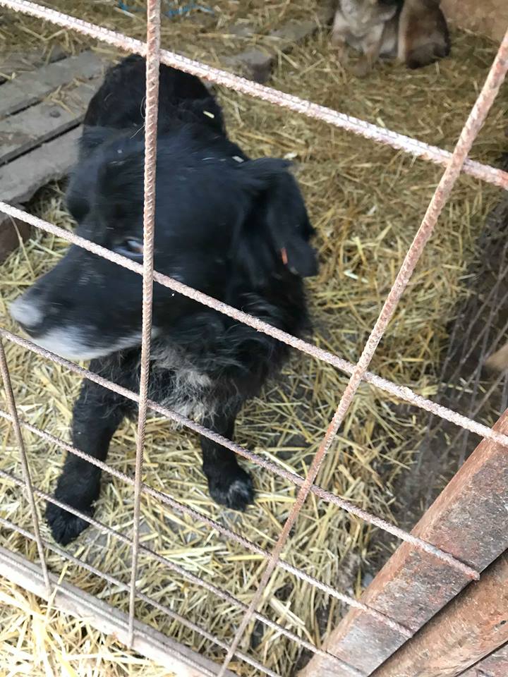 Geppetto - mâle - refuge de Târgu Frumos - disparu du refuge Geppet17