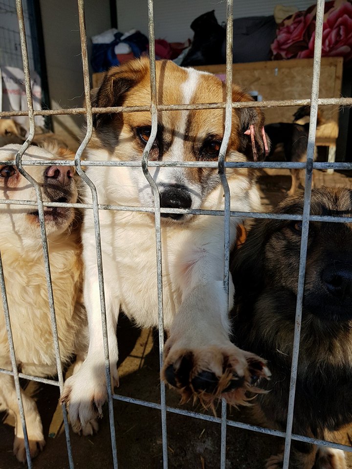 Madonna - femelle - fourrière de Iasi - adoptée via Rudy Madonn24