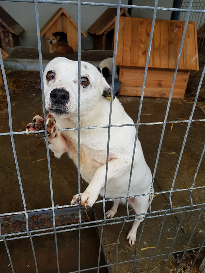 Nougatine - femelle - fourrière de Iasi - adoptée via Rudy Nougat10