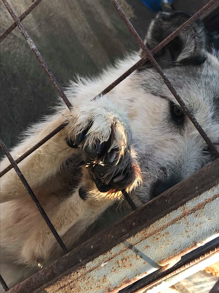 Polux - mâle - refuge de Târgu Frumos - disparu Polux_11