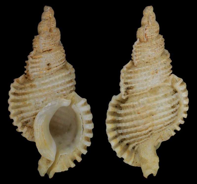 Muricidae Muricinae Phyllocoma scalariformis (Broderip, 1833) Phyllo10