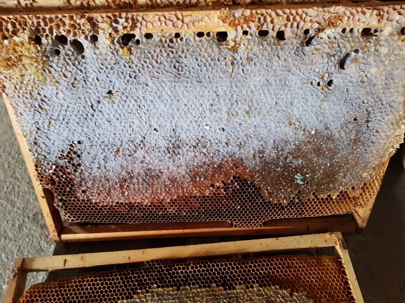 Comment vont "vos" abeilles ? 20180332