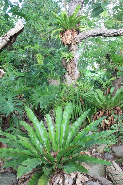 Orchidées et compagnie au jardin, l'aspect tropical d'un "epitree". Asplen10