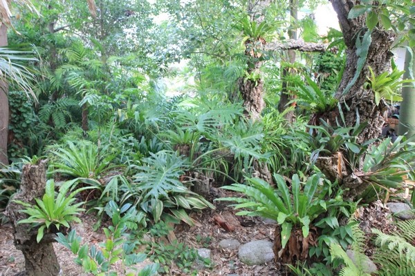 Orchidées et compagnie au jardin, l'aspect tropical d'un "epitree". Enfer_10
