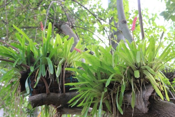 Orchidées et compagnie au jardin, l'aspect tropical d'un "epitree". Ep1_ae10