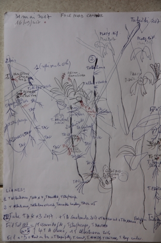 Tillandsia - le genre - Page 12 Epitre10
