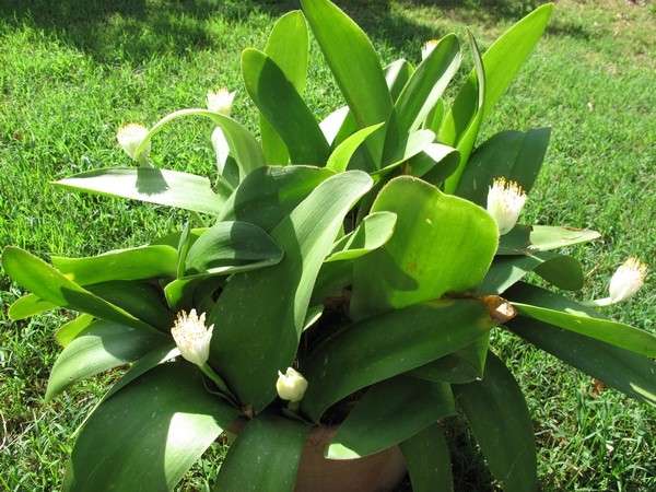 Haemanthus albiflos Haeman13