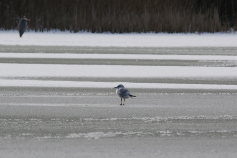 Neige et oiseaux. 624a0115