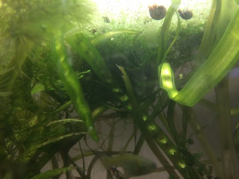 [Vends] Plantes d'aquarium et mousses Img_4230