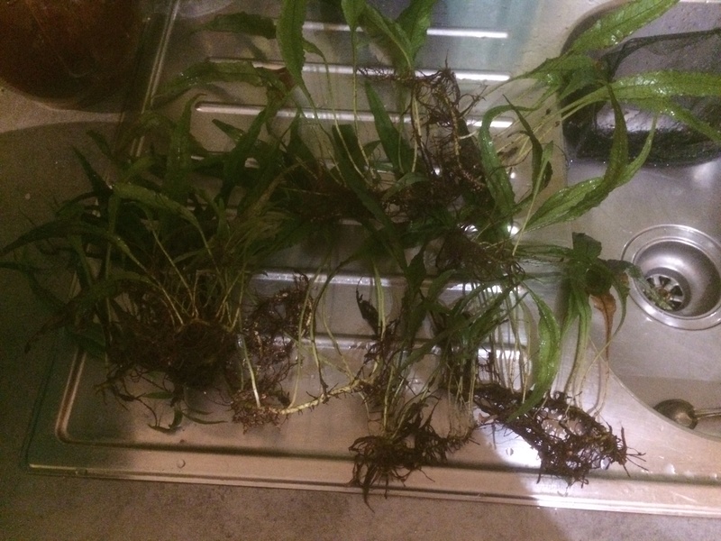 [Vends] Plantes d'aquarium et mousses Img_4231