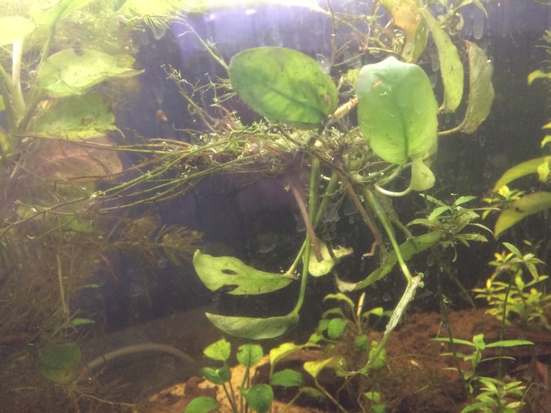 [Vends] Plantes d'aquarium et mousses Img_4232