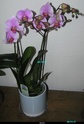 Nouvelle floraison pour cette orchidée. P1010011
