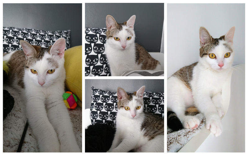 Nyx, chaton femelle tigrée et blanche, en famille d'accueil Collag10