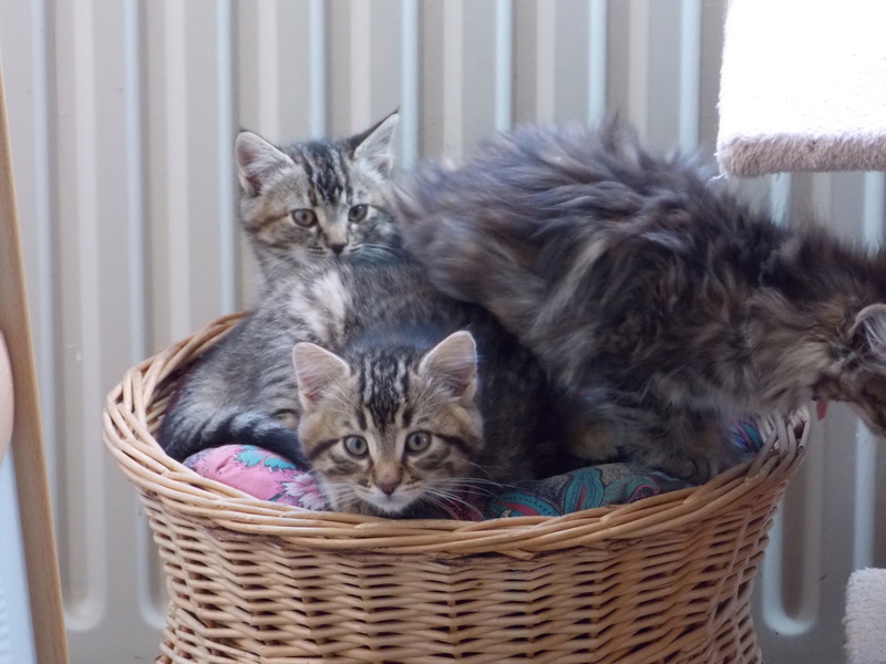 NESCO, chaton marron-tabby, né le 22/09/2017 Dscn2140