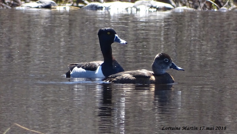 Résolu: Fuligule à collier couple Canard10