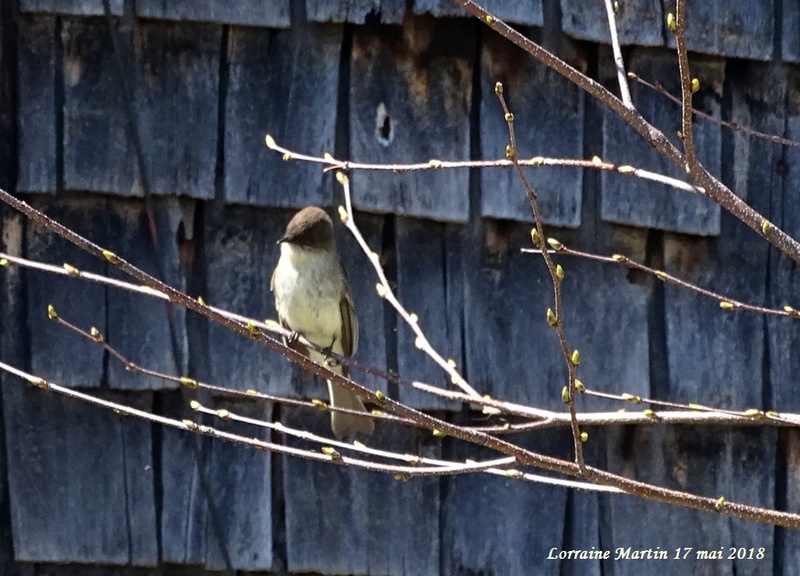Aide oiseau sur une branche Inconn11