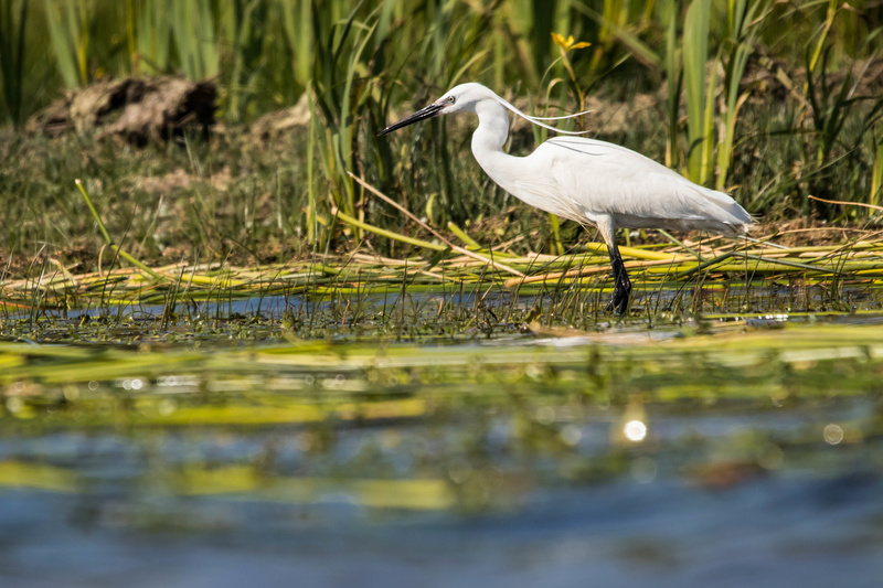 Limicoles en affût flottant 20180559