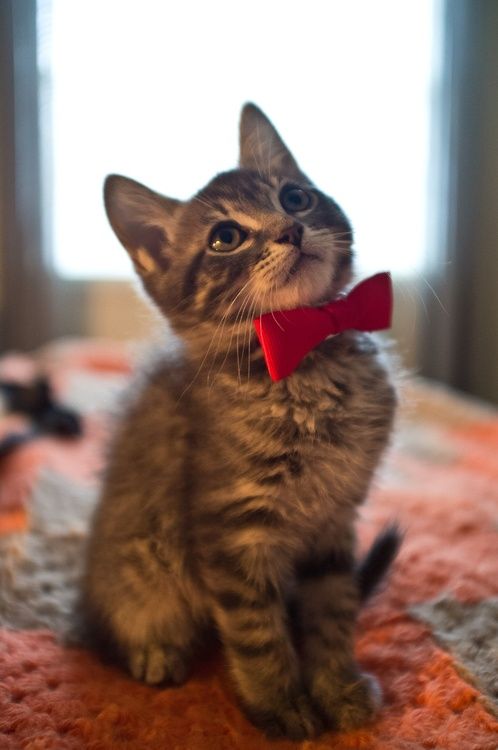 petsmart cats with bowties 0404c410