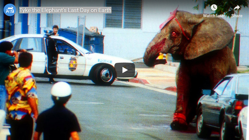  Tyke the Elephant's Last Day on Earth People for the Ethical Treatment of Animal Abortion 6d852c10