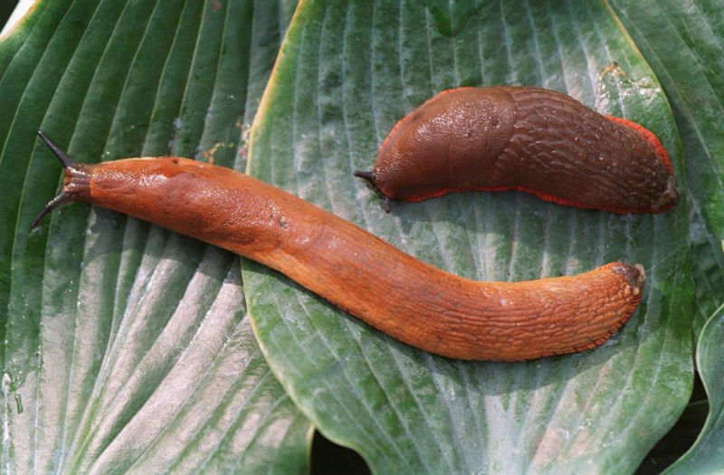 should you eat living slugs in Australia? safety lesson & braces 82212a10