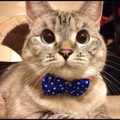 petsmart cats with bowties Dbc1e610