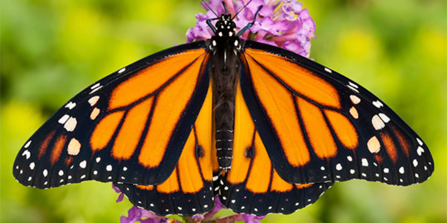 catching butterflies in the late 70s  Ea9ad410