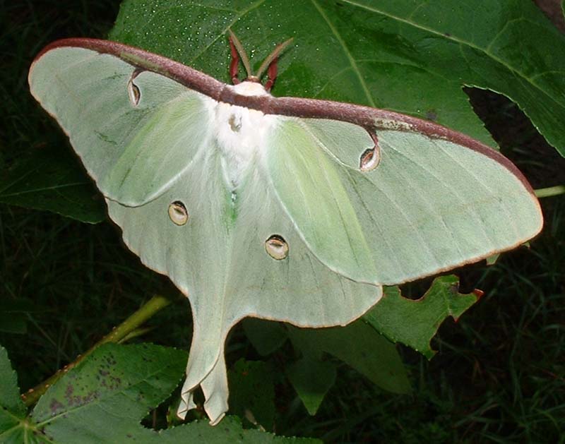 catching butterflies in the late 70s  Lunamo10